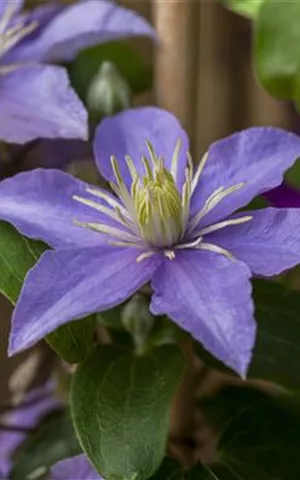 Clematis 'Bagatelle'