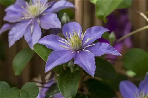 Waldrebe 'Justa' - Clematis 'Justa'