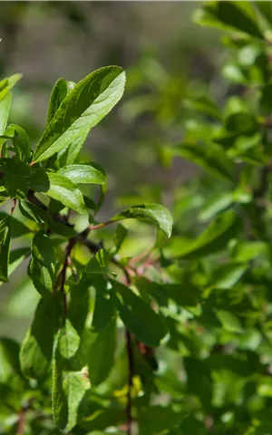 Prunus spinosa CAC