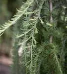 Japan.Hänge-Lärche - Larix kaempferi 'Stiff Weeper' - Baum