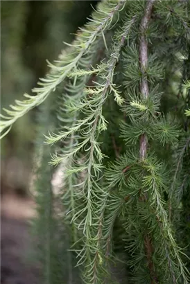 Japan.Hänge-Lärche - Larix kaempferi 'Stiff Weeper' - Baum