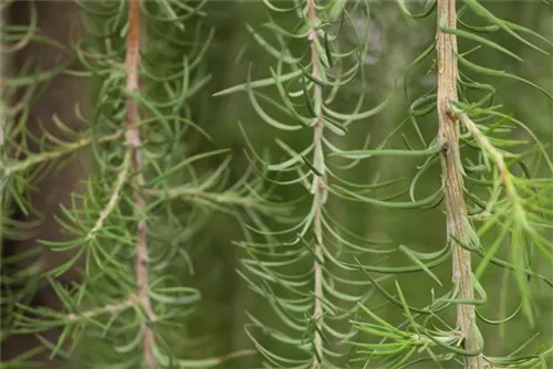 Japan.Hänge-Lärche - Larix kaempferi 'Stiff Weeper' - Baum