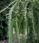 Japan.Hänge-Lärche - Larix kaempferi 'Stiff Weeper' - Baum