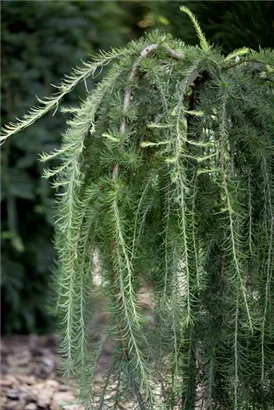 Japan.Hänge-Lärche - Larix kaempferi 'Stiff Weeper' - Baum