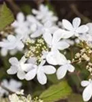 Gefüllter Schneeball 'Watanabe' - Viburnum plicatum 'Watanabe'