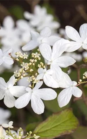 Viburnum plicatum 'Watanabe'