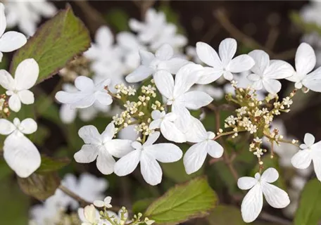 Viburnum plicatum 'Watanabe' - Gefüllter Schneeball 'Watanabe'