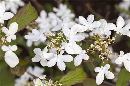 Gefüllter Schneeball 'Watanabe' - Viburnum plicatum 'Watanabe'