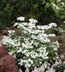 Gefüllter Schneeball 'Watanabe' - Viburnum plicatum 'Watanabe'