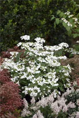 Gefüllter Schneeball 'Watanabe' - Viburnum plicatum 'Watanabe'