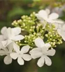 Gefüllter Schneeball 'Watanabe' - Viburnum plicatum 'Watanabe'