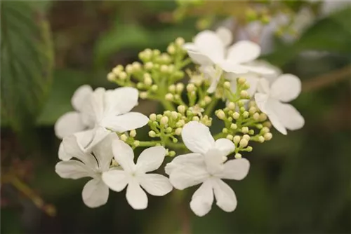 Gefüllter Schneeball 'Watanabe' - Viburnum plicatum 'Watanabe'