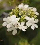 Gefüllter Schneeball 'Watanabe' - Viburnum plicatum 'Watanabe'