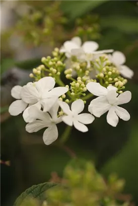 Gefüllter Schneeball 'Watanabe' - Viburnum plicatum 'Watanabe'