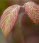 Gefüllter Schneeball 'Watanabe' - Viburnum plicatum 'Watanabe'