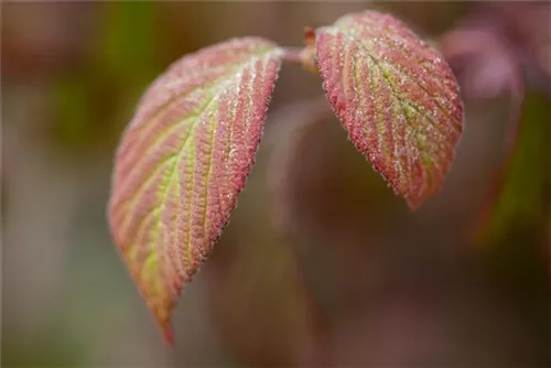 Gefüllter Schneeball 'Watanabe' - Viburnum plicatum 'Watanabe'