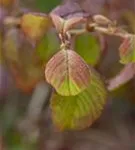 Gefüllter Schneeball 'Watanabe' - Viburnum plicatum 'Watanabe'