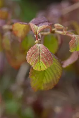 Gefüllter Schneeball 'Watanabe' - Viburnum plicatum 'Watanabe'