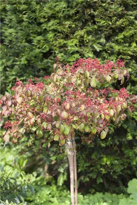 Gefüllter Schneeball 'Watanabe' - Viburnum plicatum 'Watanabe'