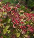 Gefüllter Schneeball 'Watanabe' - Viburnum plicatum 'Watanabe'