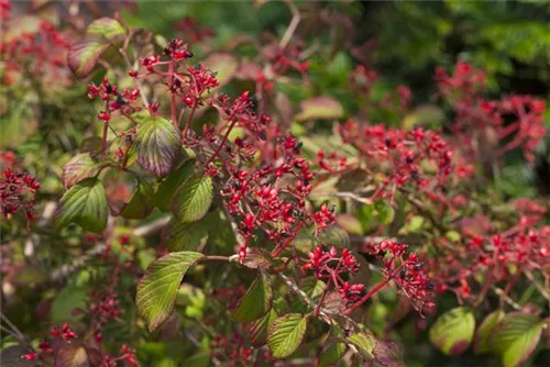 Gefüllter Schneeball 'Watanabe' - Viburnum plicatum 'Watanabe'