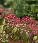 Gefüllter Schneeball 'Watanabe' - Viburnum plicatum 'Watanabe'