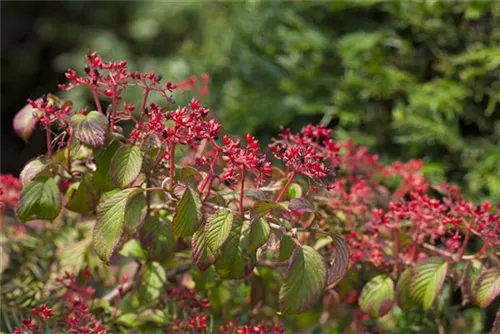 Gefüllter Schneeball 'Watanabe' - Viburnum plicatum 'Watanabe'