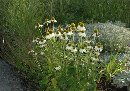 Echinacea purpurea 'Alba' - Garten-Scheinsonnenhut