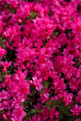 Japanische Azalee 'Melina' - Rhododendron obt.'Melina' III