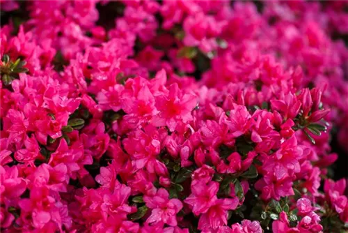 Japanische Azalee 'Melina' - Rhododendron obt.'Melina' III