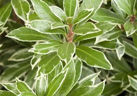 Pieris japonica 'Little Heath' - Schattenglöckchen 'Little Heath'