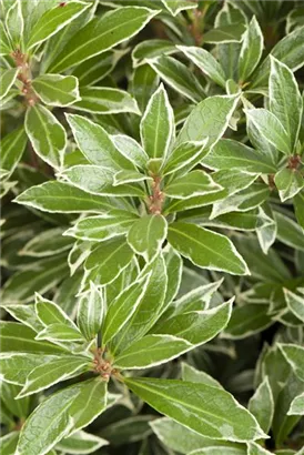 Schattenglöckchen 'Little Heath' - Pieris japonica 'Little Heath'