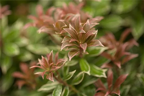 Schattenglöckchen 'Little Heath' - Pieris japonica 'Little Heath'