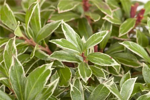 Schattenglöckchen 'Little Heath' - Pieris japonica 'Little Heath'