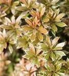 Schattenglöckchen 'Little Heath' - Pieris japonica 'Little Heath'