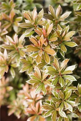 Schattenglöckchen 'Little Heath' - Pieris japonica 'Little Heath'