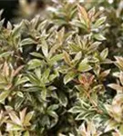 Schattenglöckchen 'Little Heath' - Pieris japonica 'Little Heath'