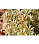 Schattenglöckchen 'Little Heath' - Pieris japonica 'Little Heath'