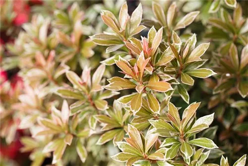 Schattenglöckchen 'Little Heath' - Pieris japonica 'Little Heath'