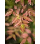 Heiliger Bambus - Nandina domestica 'Richmond'