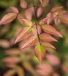 Heiliger Bambus - Nandina domestica