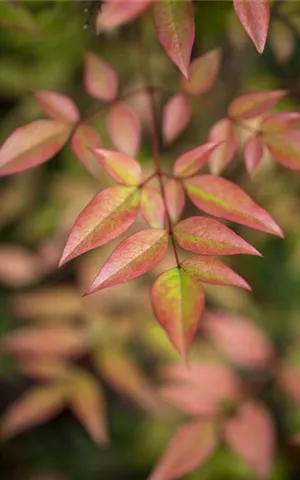 Nandina domestica