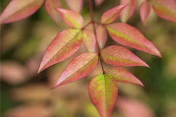 Nandina domestica - Heiliger Bambus