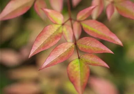 Nandina domestica - Heiliger Bambus