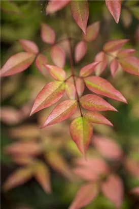 Heiliger Bambus - Nandina domestica