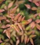 Heiliger Bambus - Nandina domestica