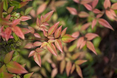 Heiliger Bambus - Nandina domestica