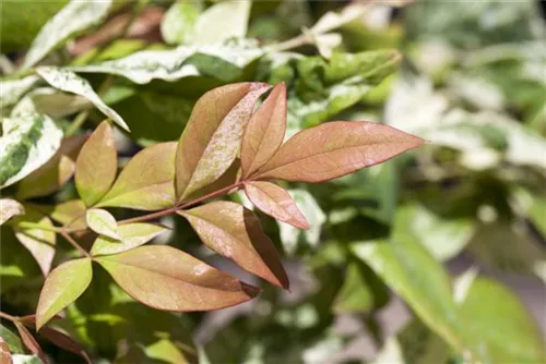 Heiliger Bambus - Nandina domestica