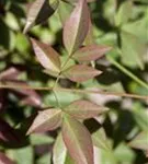 Heiliger Bambus - Nandina domestica