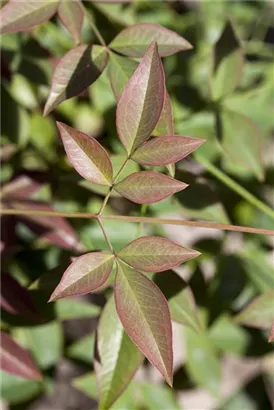 Heiliger Bambus - Nandina domestica